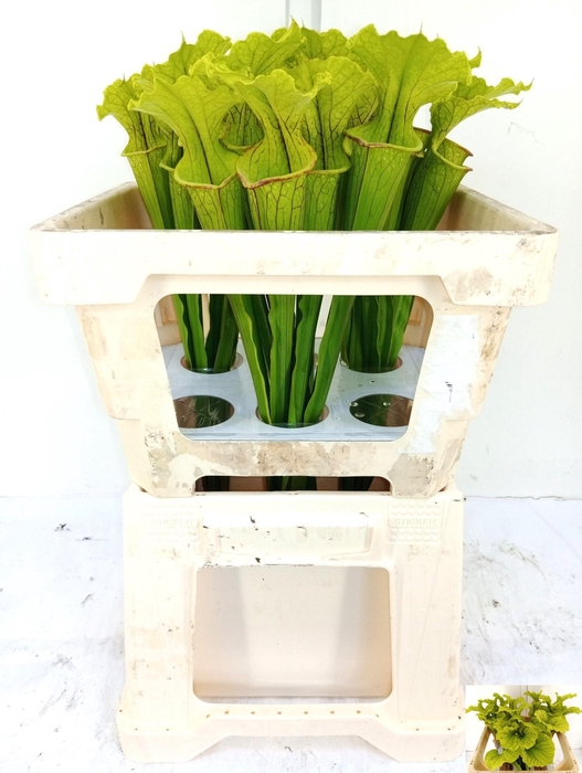 <h4>SARRACENIA OV</h4>
