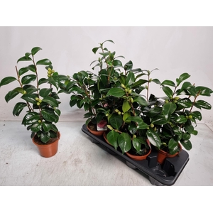 CAMELLIA JAPONICA