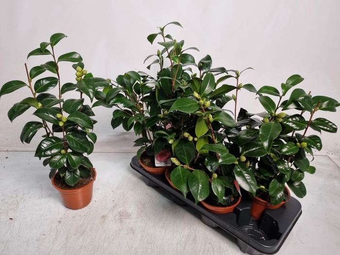 <h4>CAMELLIA JAPONICA</h4>