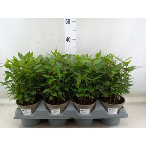 Laurus nobilis