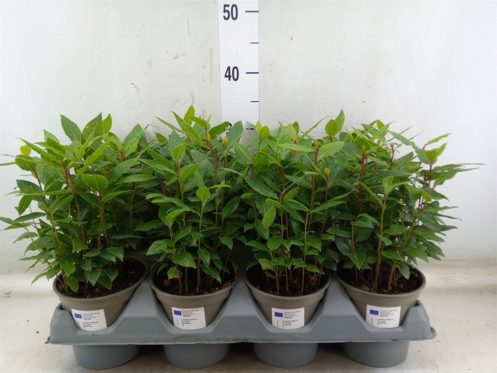 <h4>Laurus nobilis</h4>