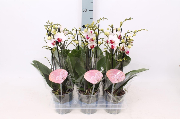 Phalaenopsis multi. 'FC Safe Haven'