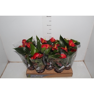 ANTHURIUM RED SUCCESS P12