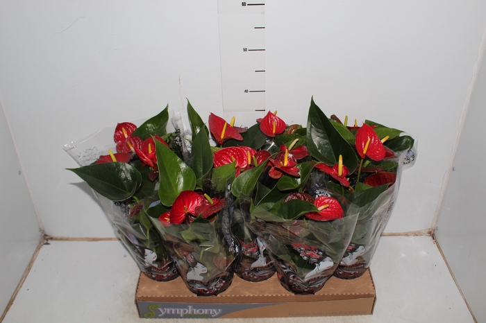 ANTHURIUM RED SUCCESS P12