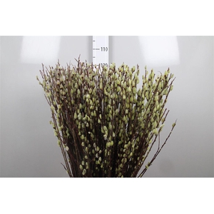Salix Wilgenk Green Glow