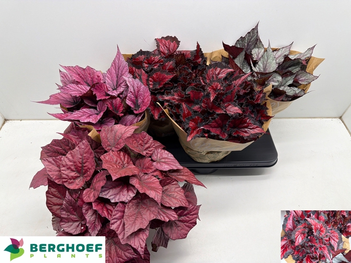 <h4>BEG BEL GEM</h4>