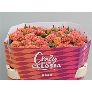 Cel C Pink Delight