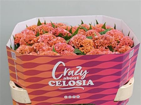 <h4>Cel C Pink Delight</h4>