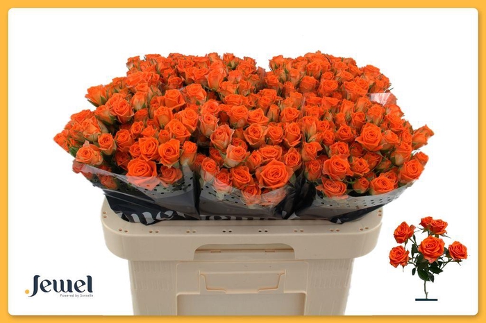 <h4>Rosa spray picanto</h4>