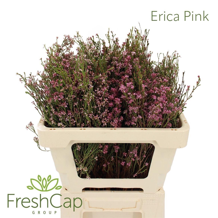 <h4>Erica Pink</h4>