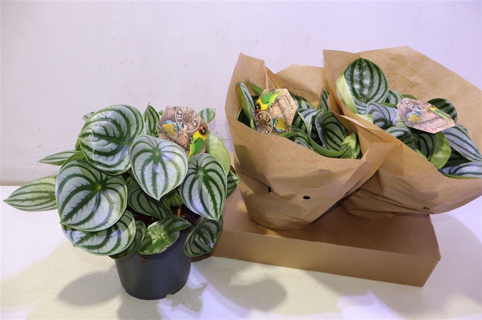 <h4>Pep Argyreia</h4>