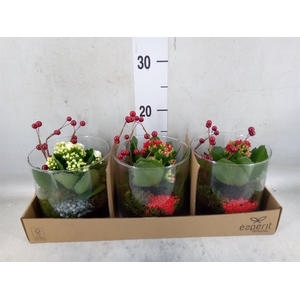 Arr.    Planten  L%
