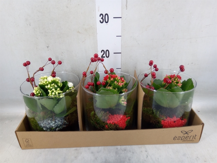 <h4>Arr.    Planten  L%</h4>