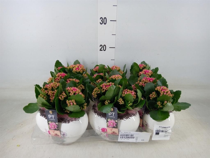 <h4>Arr.    Planten  L%</h4>