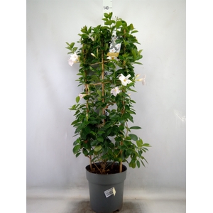 Mandevilla  'Diamantina Jade White'