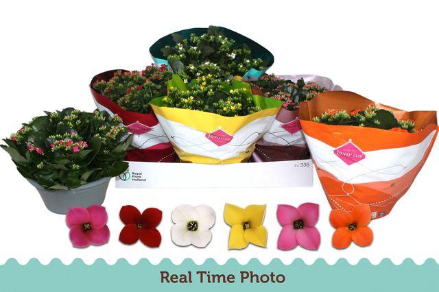 <h4>KAL EN GEM 6 KL</h4>