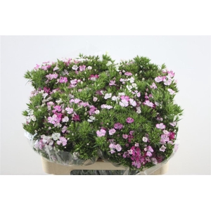 Di Barb Neon Rose Magic