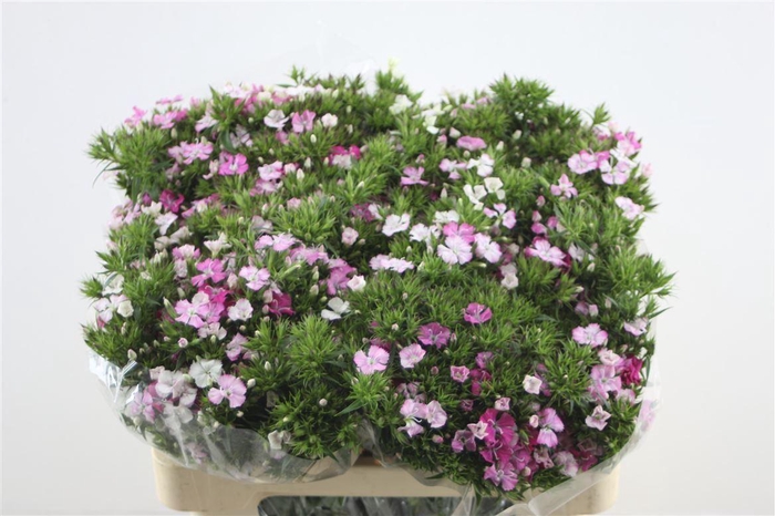 <h4>Di Barb Neon Rose Magic</h4>