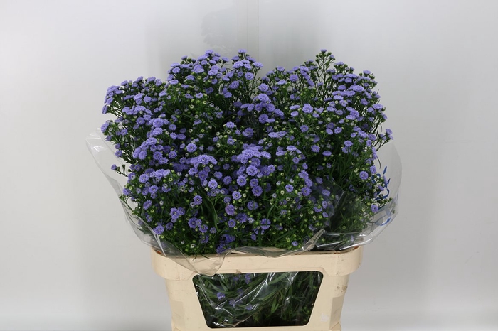 <h4>Ast Astee M Baby Blu</h4>