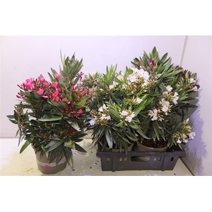 Nerium Oleander Ov
