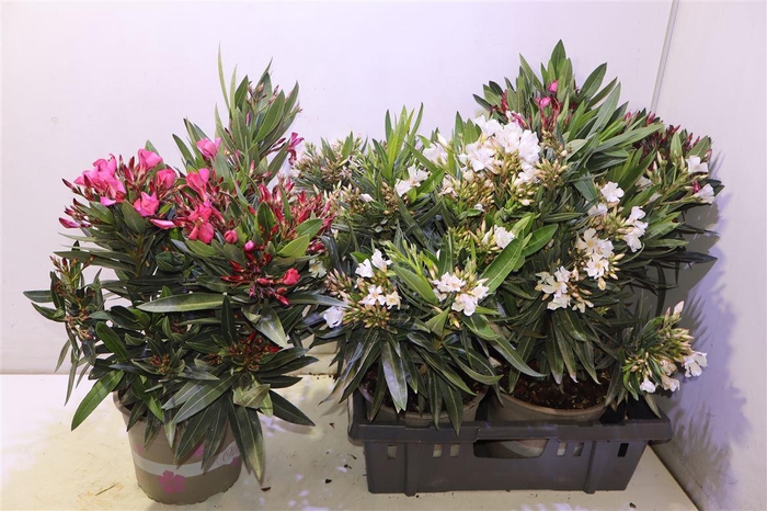 <h4>Nerium Oleander Ov</h4>