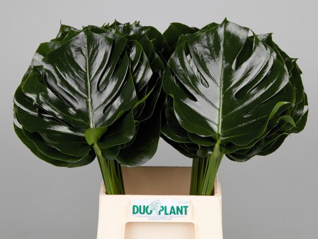 <h4>MONSTERA BLAD</h4>