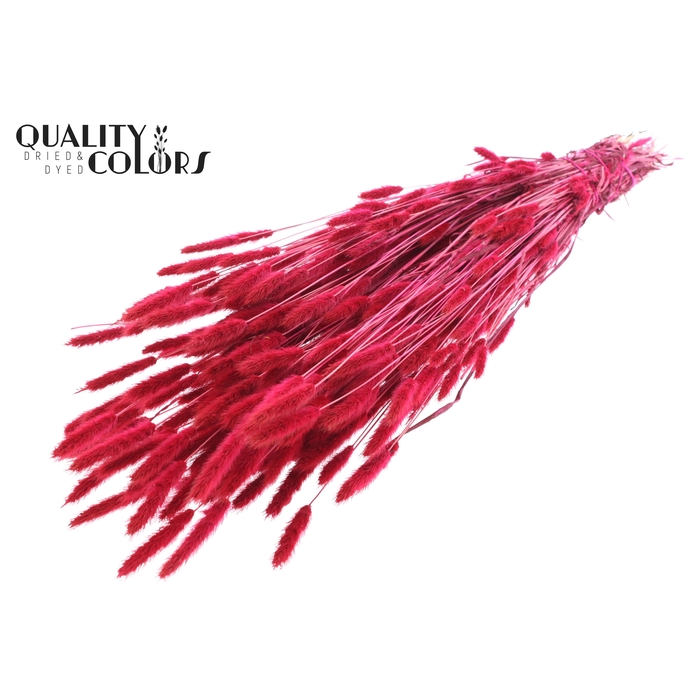 <h4>Polypogon per bunch Cerise</h4>