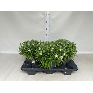 Leontopodium alpinum   ...