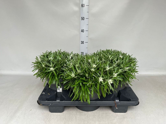 <h4>Leontopodium alpinum   ...</h4>