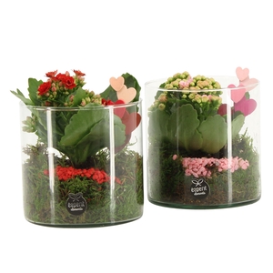 21831: Lovess arrangement