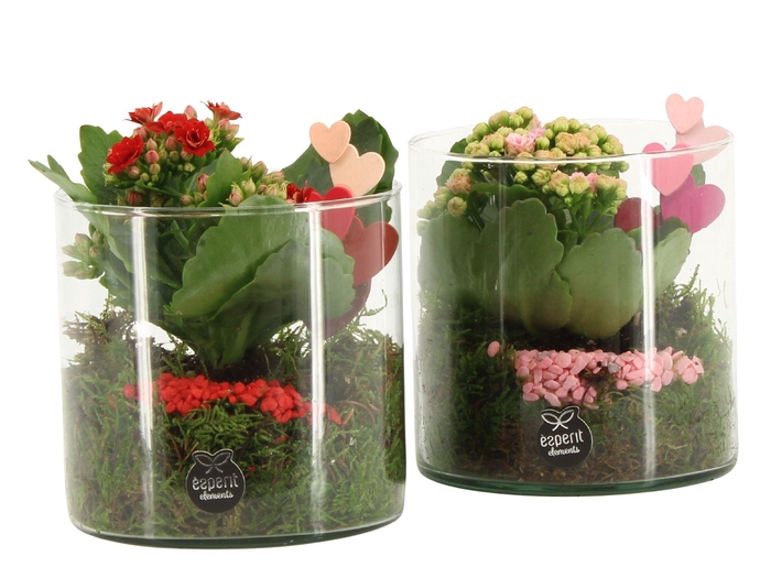 <h4>21831: Lovess arrangement</h4>