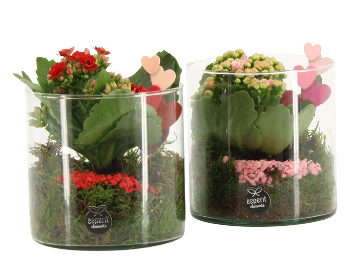 <h4>21831: Lovess arrangement</h4>