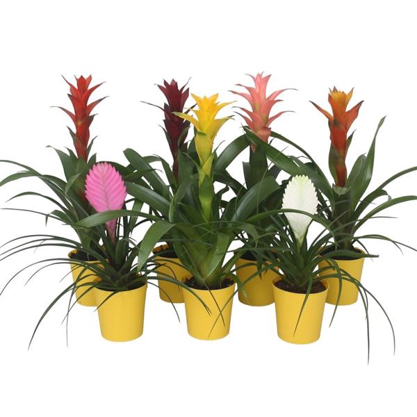 <h4>Bromelia gemengd in gele kunststof pot</h4>