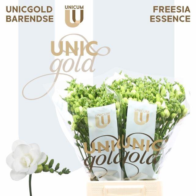 <h4>Freesia du Essence</h4>