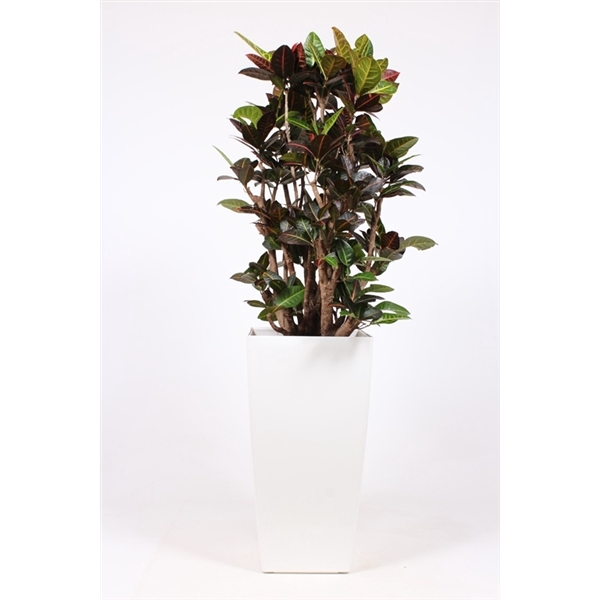 <h4>Codiaeum Petra (Croton) in Piza pot "wit"</h4>