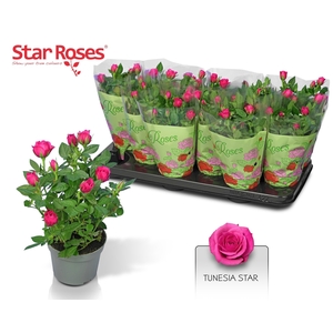 RO PURPLE STAR