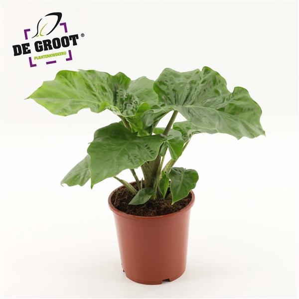 <h4>Alocasia Low Rider</h4>