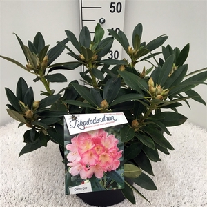 Rhodo. (Y) 'Percy Wiseman' salmon/pink