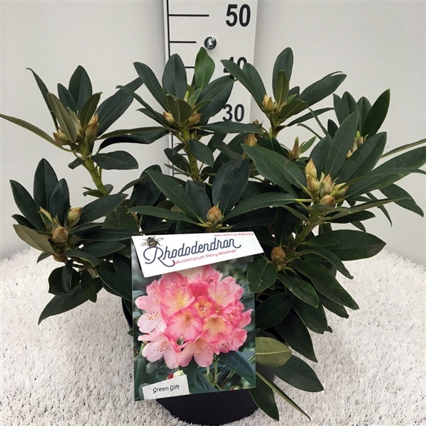 <h4>Rhodo. (Y) 'Percy Wiseman' salmon/pink</h4>