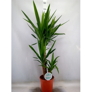 Yucca