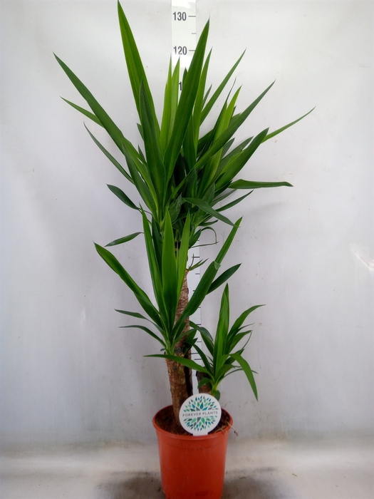 <h4>Yucca</h4>
