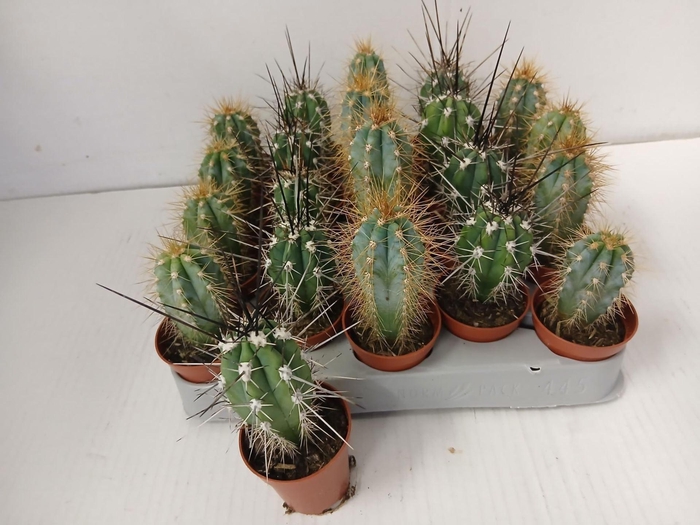 <h4>Cactus gemengd</h4>