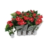 Anthu A Jambo Red CPOT