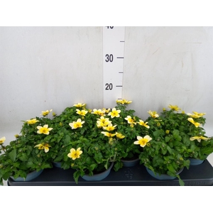 Bidens  'Goldstrike'