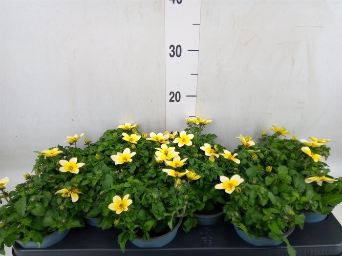 <h4>Bidens  'Goldstrike'</h4>