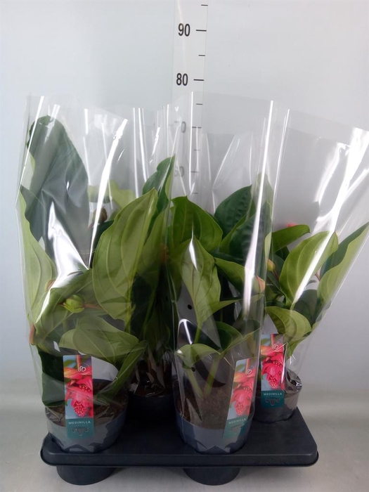 <h4>Medinilla magn. 'Flamenco'</h4>