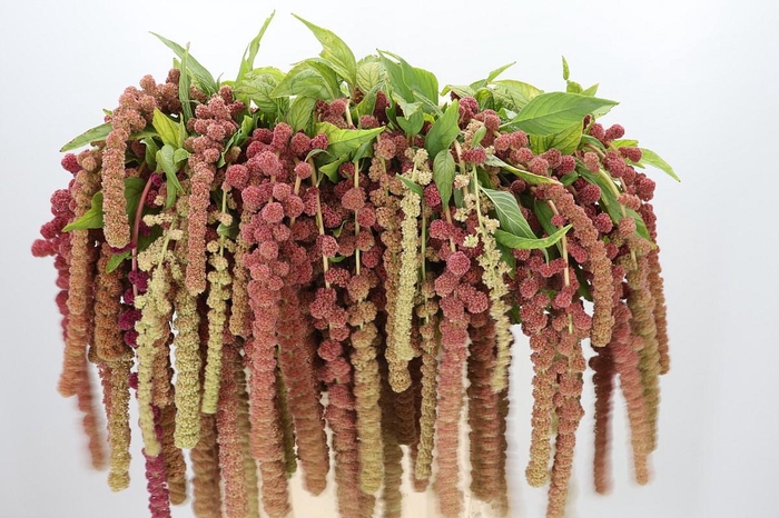 <h4>Amaranthus caudatus 'Coral Fountain'</h4>