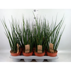 Sansevieria  'Fernwood'