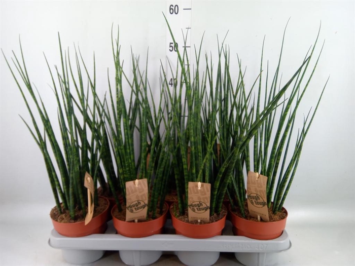 <h4>Sansevieria 'Fernwood'</h4>