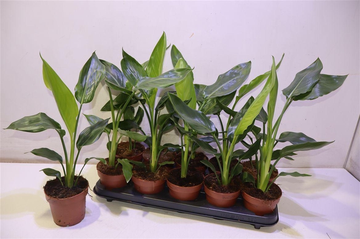 <h4>Strelitzia Reginae</h4>